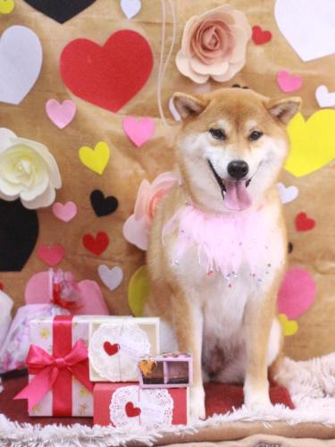 20230228マロンちゃん